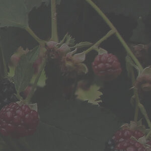 breadcrumb-bg_brombeeren_2