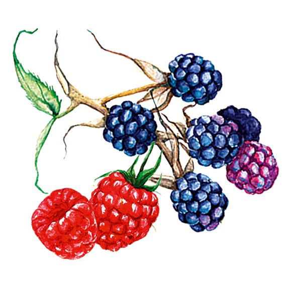 Himbeeren-Brombeeren