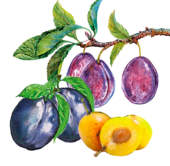 PflaumenMirabellen