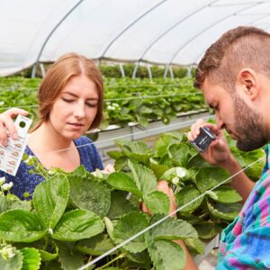 Bildunterschrift: Mit Nützlingen zu gesunden Erdbeeren: Bei der Gesunderhaltung durch integrierten Pflanzenschutz setzt der deutsche Obstbau zu allererst auf biologische Schädlingsbekämpfung. (Bildnachweis: GMH)